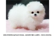 梦幻犬种（你的爱犬的名字决不能错过这个大！）