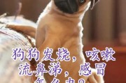 小狗发热该吃什么药？（药物选择要慎重，关键在于病因）