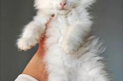 猫的成长过程（探寻猫咪成长的奥秘与时间轨迹）