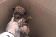 泰迪犬7个月的饮食与呕吐情况（了解泰迪犬7个月的饮食需求和呕吐常见原因）