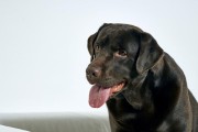 拉布拉多犬的正常体重及体重异常处理（拉布拉多犬体重标准及体重管理方法）