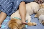 为什么狗狗喜欢爬地（探究狗狗喜欢爬地的原因及好处）