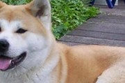 如何科学养护秋田犬？从饲料到训练有哪些注意事项？