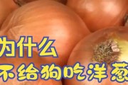 狗不吃任何食物，该如何应对？（寻找解决方案，确保狗的健康与幸福）