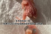为雏鸟打造舒适家，6大办法让其持续保暖（让小鹦鹉温暖过冬，）