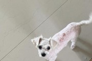 比熊剔完胎毛需要多长时间？（探讨比熊剔完胎毛的时间周期和关键因素）