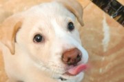 狗狗为何拉血不吃东西？（探究狗狗拉血不进食的原因及应对方法）