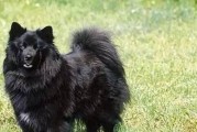 黑色导盲犬（黑色导盲犬品种多样，各具特点）