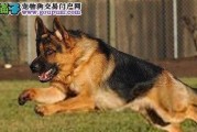 以德国牧羊犬为宠物的养护知识