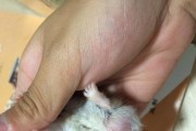仓鼠脱毛的原因及应对方法（了解仓鼠的脱毛周期和保持健康的关键）
