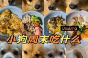 狗没有肉会有什么影响？（狗的肉食减少对健康的影响及替代选择）