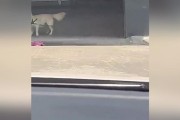 狗狗过度舔人的原因及应对方法（探索狗狗舔人行为背后的秘密，了解如何正确处理）