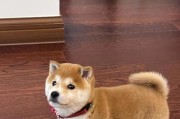 如何给刚回来的小狗提供适宜的饮食？（合理的饮食习惯是小狗健康成长的关键）