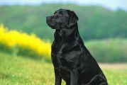 纽芬兰犬的饲养方法（从喂食到训练，如何打理一只健康快乐的纽芬兰犬）