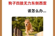 揭秘狗的四肢之谜（解析狗的四肢结构及其运动机制）