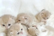猫咪幼崽的饮食需求解析（探索幼崽营养需求及喂养技巧）