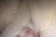 绝育公猫的益处及注意事项（让您的公猫更健康、更安静、更友善）