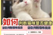 揭秘猫咪的性格（探秘猫咪的性格特征，轻松把握它的情绪状态和行为习惯）