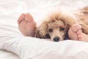 为什么狗狗喜欢卧主人衣服？（探索狗狗对主人衣物的喜爱和原因）