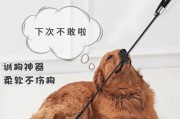 如何训练金毛寻回犬取回猎物？（金毛寻回犬的训练方法和注意事项）