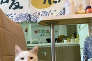 如何建立与流浪猫之间的信任感（建立流浪猫信任感的三个关键点）