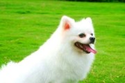 博美犬的健康饮食（博美犬适合吃哪些水果？水果能为其带来何种益处？）