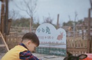 以小兔猼为宠物的饲养指南（萌萌的小兔猼需要注意的饲养要点）