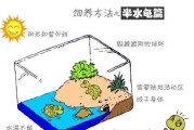 如何饲养健康的拟眼斑水龟（科学饲养方法让你的宠物更健康）