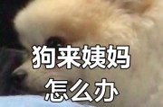 狗狗配狗需了解的月经周期（探究狗狗的月经周期及最佳配对时间）