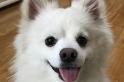 银狐犬（了解银狐犬及其适应性与训练技巧）