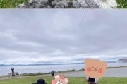 夏天剪了毛的萨摩耶犬何时长毛？（毛发生长周期、保持狗狗凉爽的方法以及注意事项）