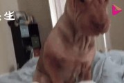 狗狗的叫声为什么会叫人起床？（探究狗狗叫声唤醒人类的原因）