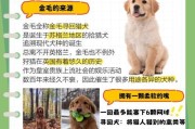 养一只金毛犬一个月需要花多少？（了解金毛犬的养育费用和开销）