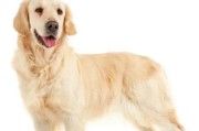 金毛犬的毛发修剪时间及方法（金毛犬的理发需求和常见毛发问题解决方法）