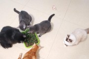 9种适合家养的小宠物，让你的家更温馨（除了猫和狗，还有哪些可爱的小伙伴能陪伴你？）