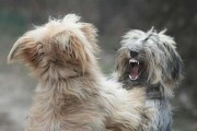 狗狗打架如何解决？（宠物主人必读的解决方法）