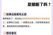 狗狗后腿一瘸一拐的原因及治疗方法（了解狗狗后腿一瘸一拐的背后问题，及时治疗）