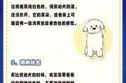 比熊犬毛发健康的关键（比熊犬应该食用哪种食物才能保持长而健康的毛发）