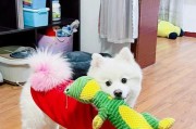 以银狐犬应该喂什么狗粮（选择合适的狗粮保持银狐犬健康）