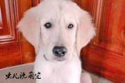 金毛宝宝三个月时，合适的药物治疗是什么？（挑选安全有效的药物是关键，专家推荐适合金毛的治疗方案）