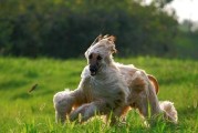 防止宠物中暑，让爱犬远离高温热浪（以阿富汗犬为例，掌握应对高温的八大技巧）