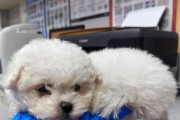 犬心丝虫病（了解犬心丝虫病的危害及预防措施，保护你的爱犬）