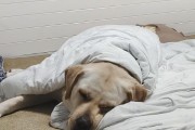 拉布拉多2个月睡眠需求解析（揭秘2个月大拉布拉多犬的睡眠习惯及养护方法）