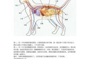 纯啡龙猫的饲养方法（如何养活健康可爱的纯啡龙猫）