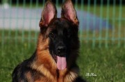 探索以德牧犬的优秀品质和特征（揭开德牧犬的神秘面纱，了解其身世及饲养要求）