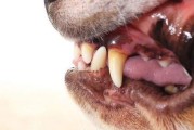 金毛幼犬牙龈白原因及饮食调整方法（金毛幼犬牙龈白的关键营养素和饮食习惯）