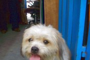 小型犬毛长的特点与护理技巧（探索小型犬毛长的变化与需求，了解如何给予适当的护理）