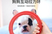 用科学的方法训练贵宾犬（打造快乐与有的贵宾犬）