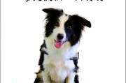 为什么警犬没有边牧？（探寻警犬种类的选择原因及边牧的相对优势）
