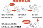 贝灵顿梗的全面饲养指南（让你的贝灵顿梗健康快乐生活）